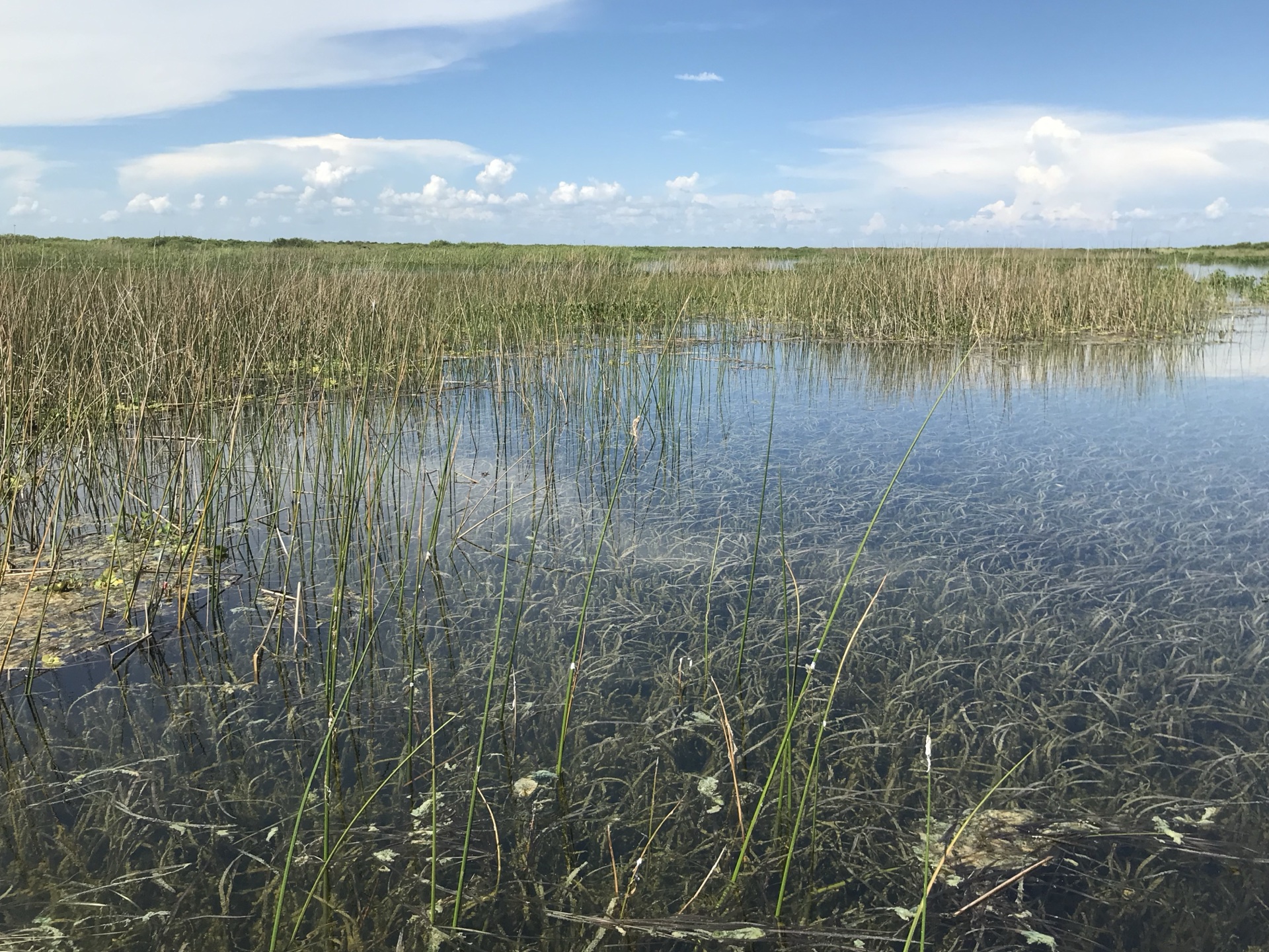 Clear water with submerged aquatic vegetation in restored habitat